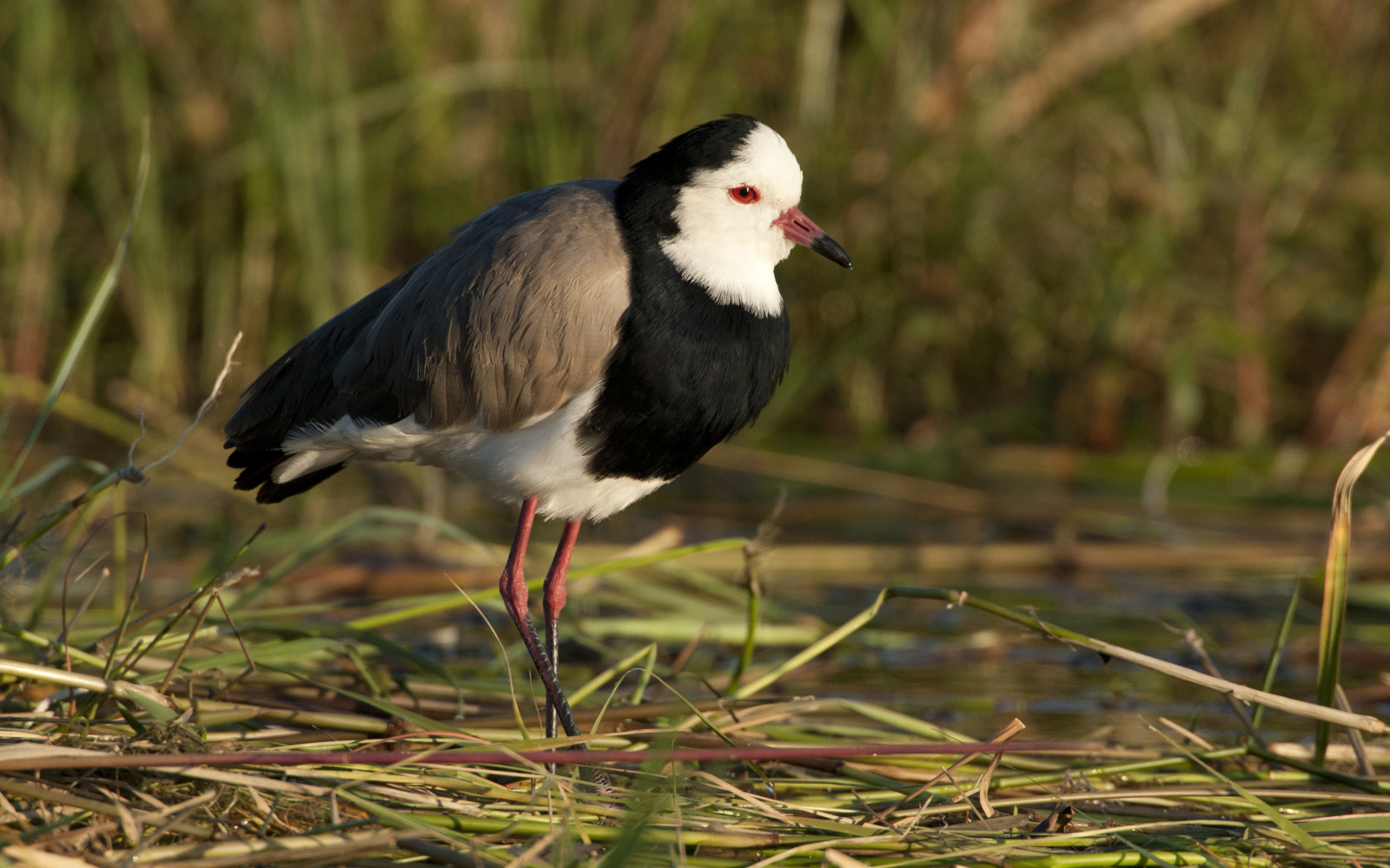image Long-toed Lapwing